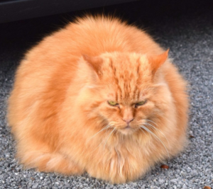 Nama Kucing Jantan yang Lucu, Keren dan Unik | Blog Ruparupa
