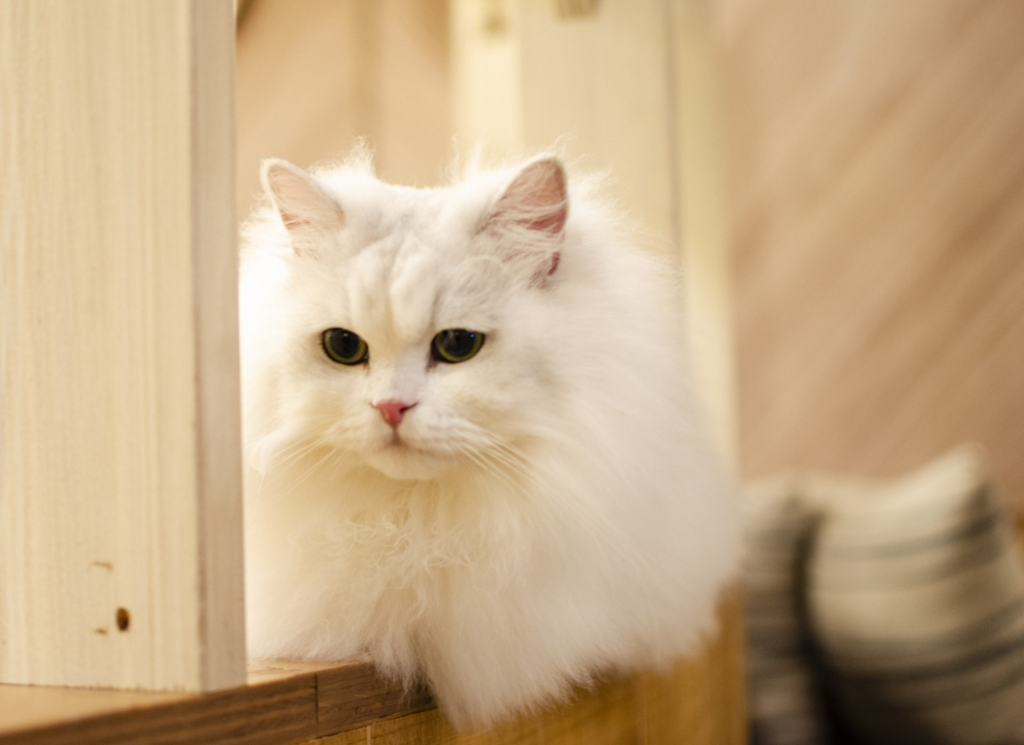nama kucing jantan putih