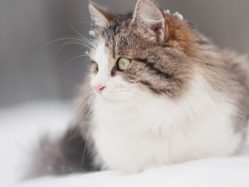 norwegian forest cat in snow