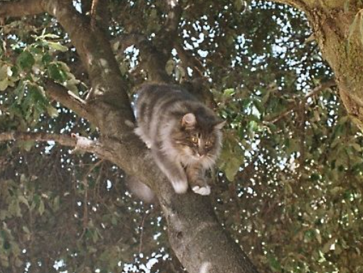 cat climbing tree