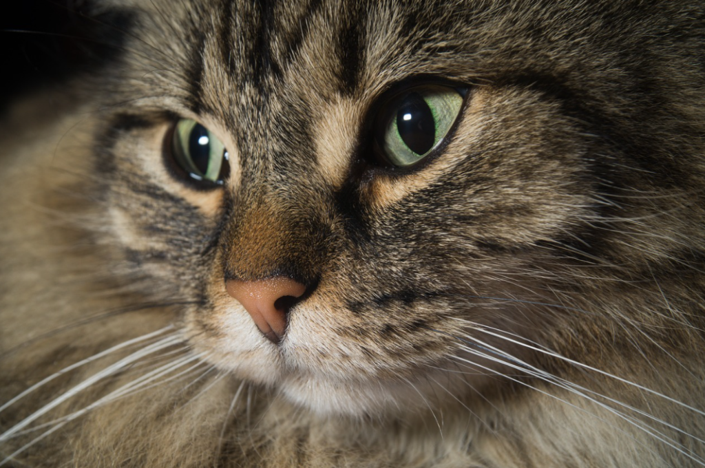 norwegian forest cat