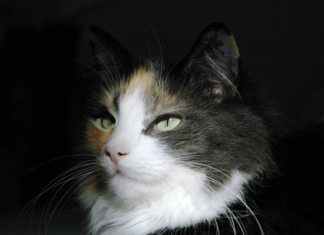 norwegian forest cat
