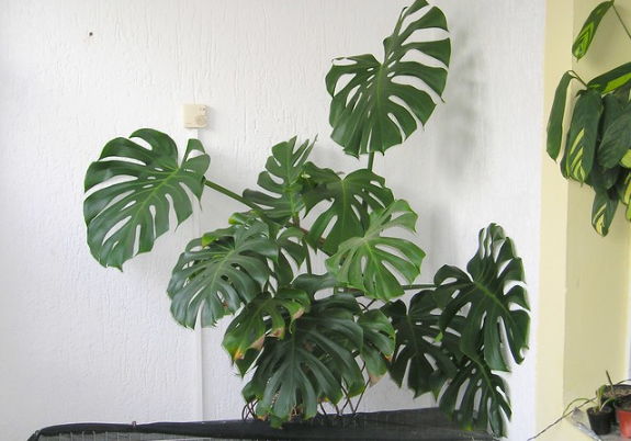 tanaman indoor monstera