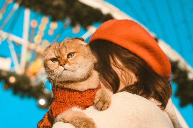 kucing scottish fold