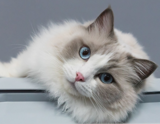 10 Fakta Kucing Ragdoll yang Menarik - Blog Ruparupa