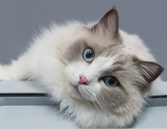 Free Download 81+ Gambar Kucing Ragdoll Terbaru - Info Gambar