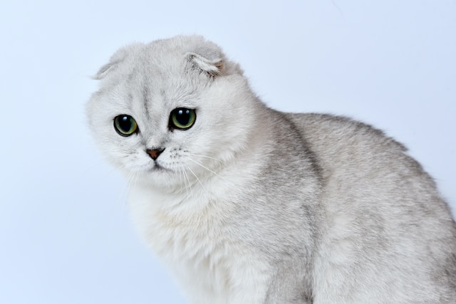 kucing scottish fold