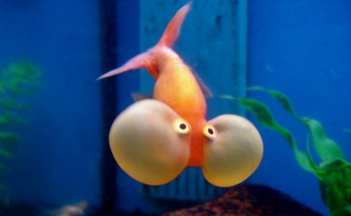 33 Jenis Ikan Koki Beserta Harga & Perawatannya | Blog Ruparupa