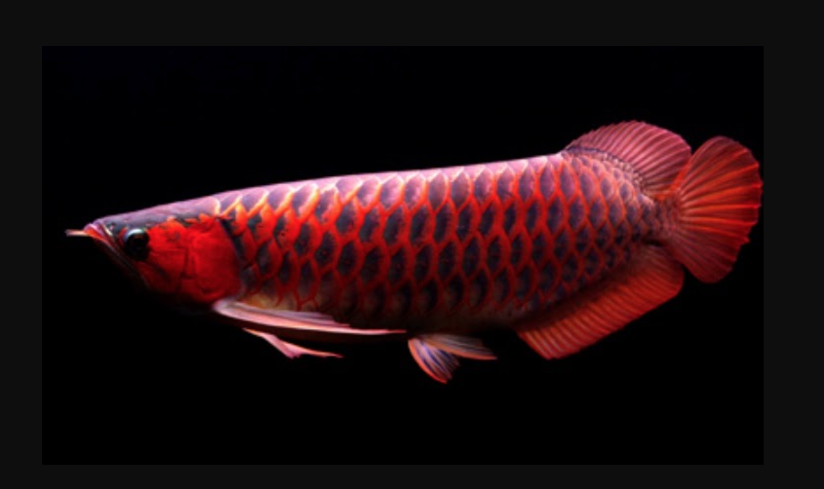 12 Jenis Ikan Arwana, Harga & Perawatannya - Blog Ruparupa