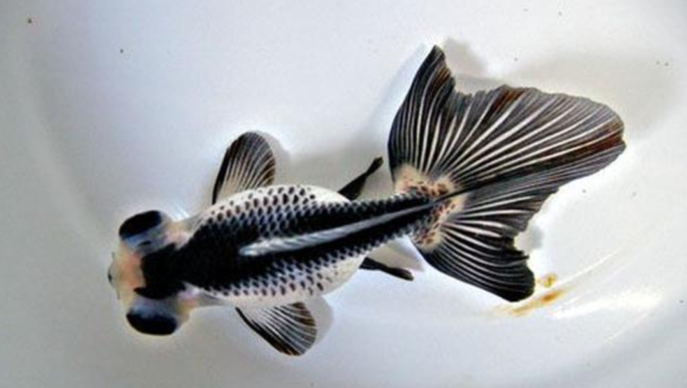 33 Jenis Ikan Koki Beserta Harga & Perawatannya | Blog Ruparupa