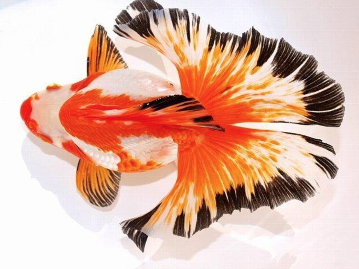 10 Jenis Ikan Koki Kontes Yang Paling Populer