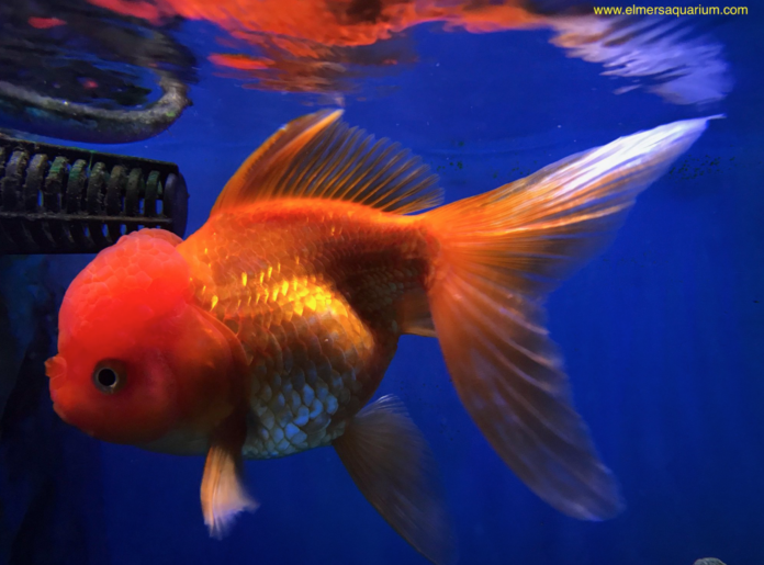 33 Jenis Ikan Koki Beserta Harga & Perawatannya | Blog Ruparupa