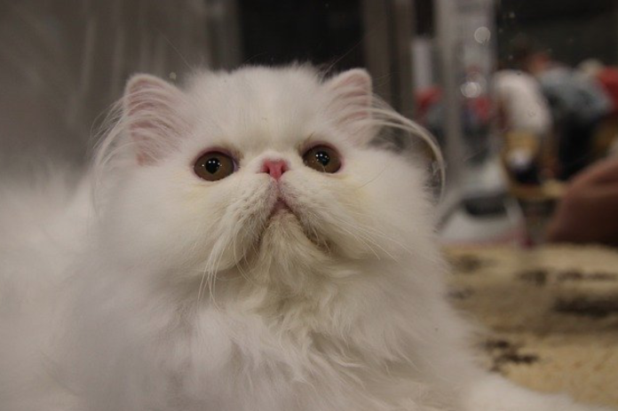 kucing persia
