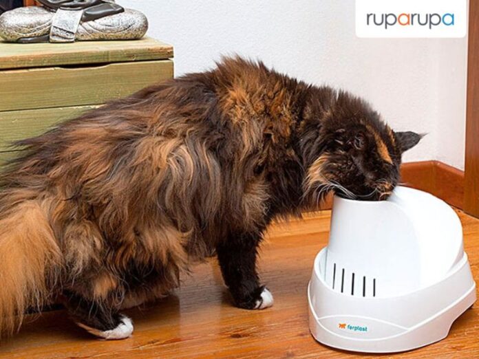 cara membuat makanan kucing