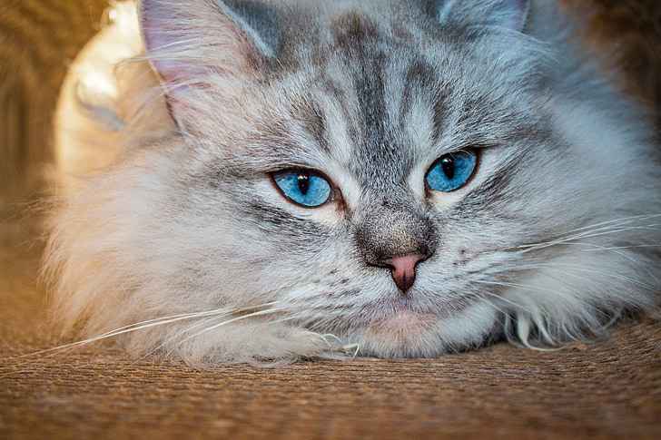 kucing putih mata biru
