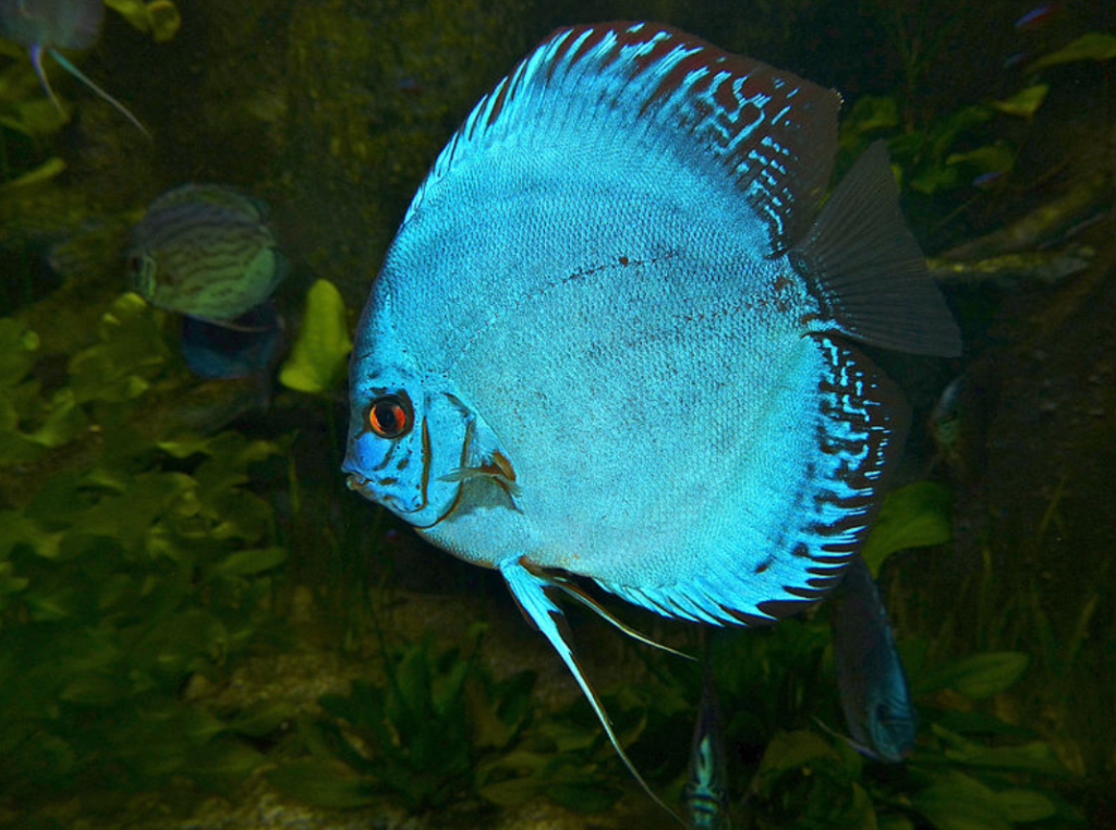 ikan cobalt discus