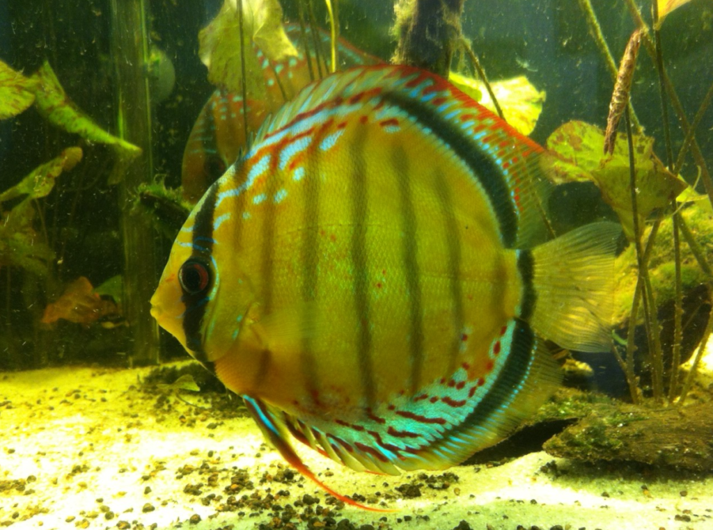 ikan green discus