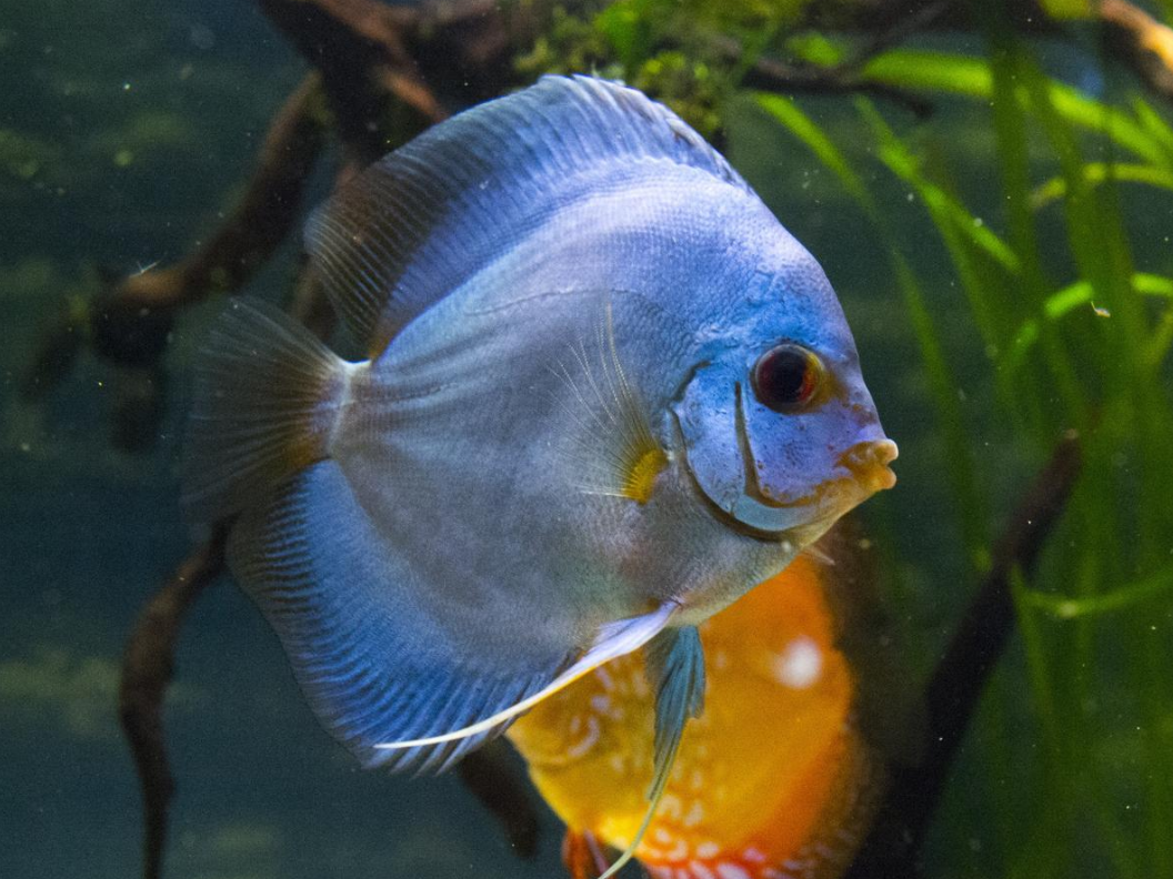 ikan blue diamond discus