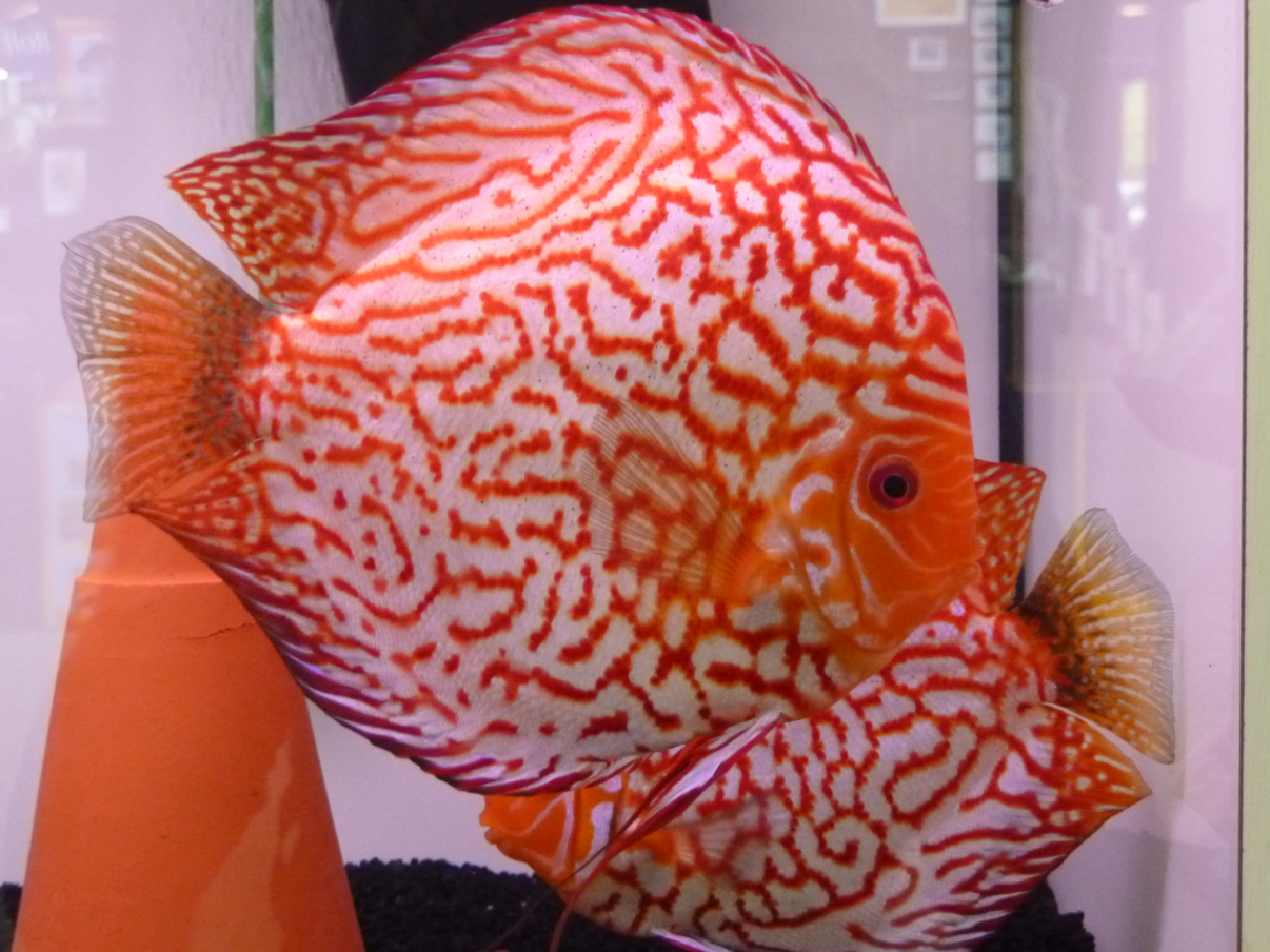 pigeon blood discus