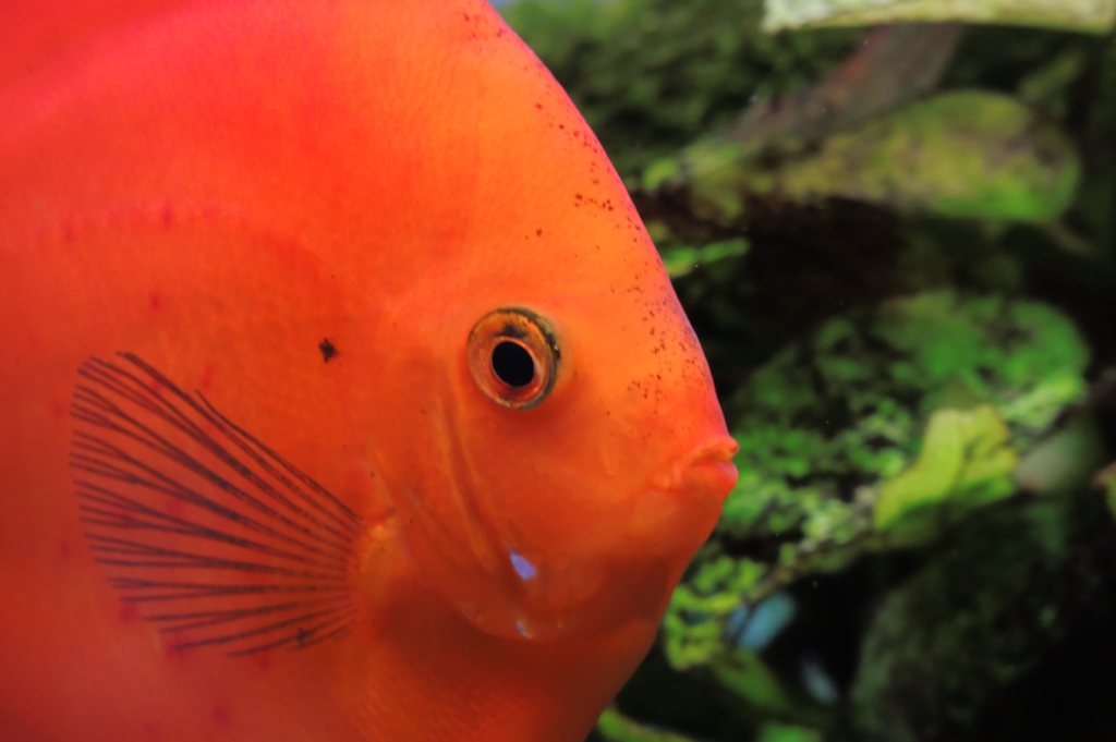 marlboro red discus