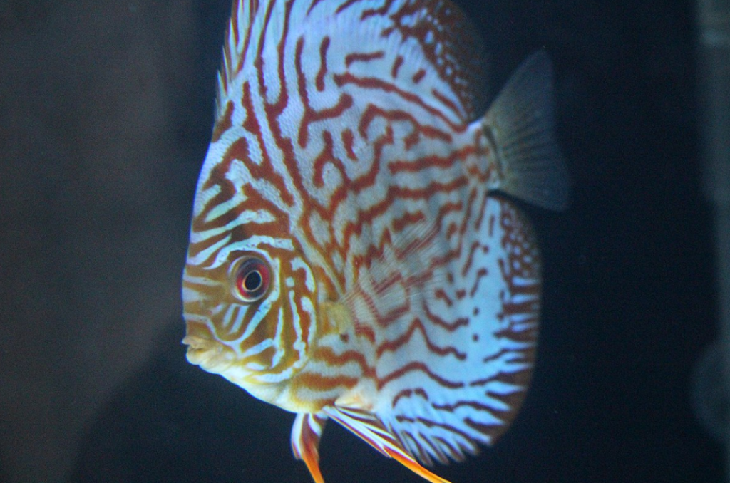 ikan red turquoise discus