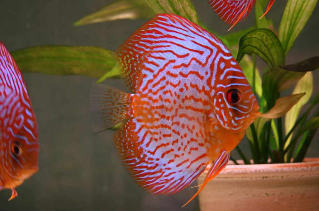 ikan red discus