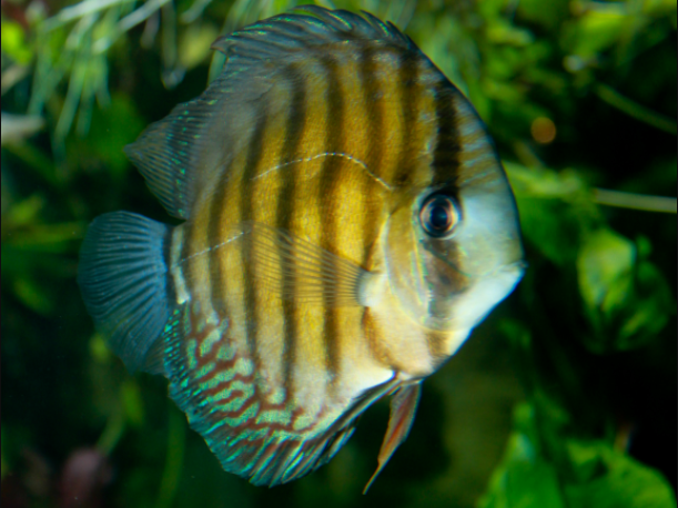 ikan brown discus