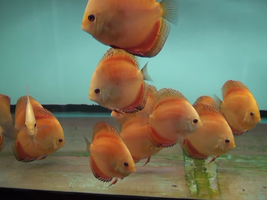 tangerine discus