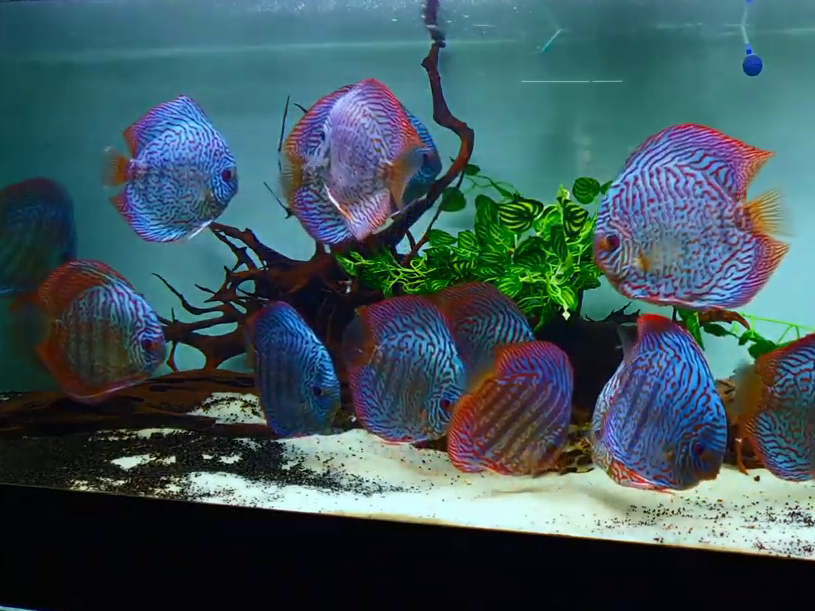 brilliant turquoise discus