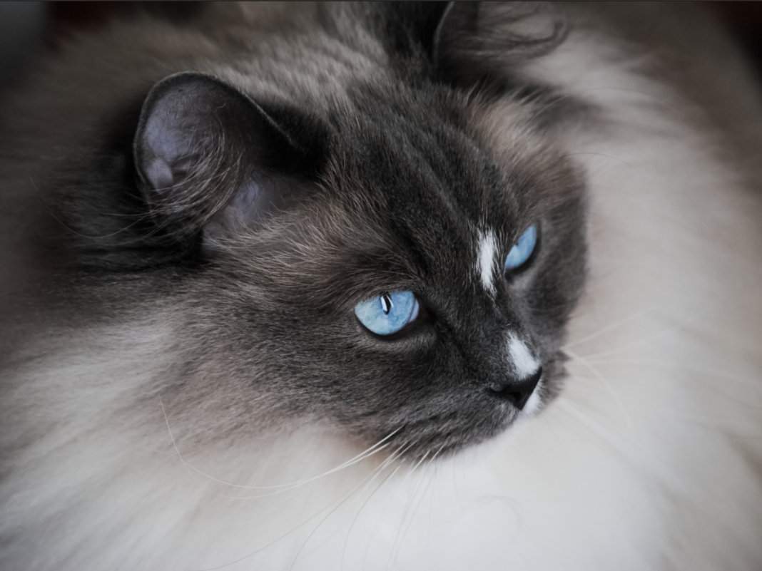 Fakta Menarik Mengenai Kucing Putih Mata Biru | Blog Ruparupa