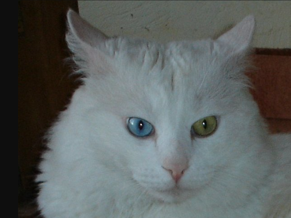 kucing angora dengan mata biru