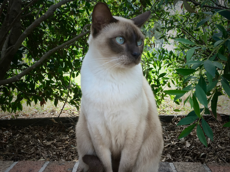 tonkinese cat