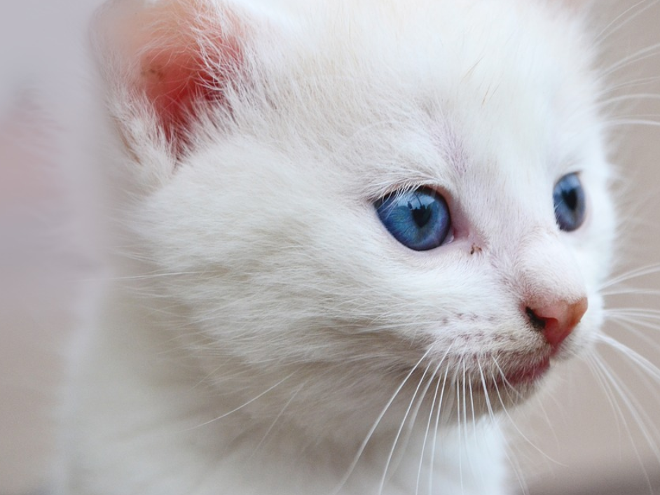 Fakta Menarik Mengenai Kucing Putih Mata Biru - Blog Ruparupa