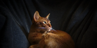 abyssinian cat