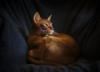 abyssinian cat