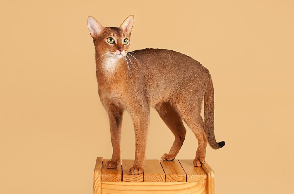 abyssinian