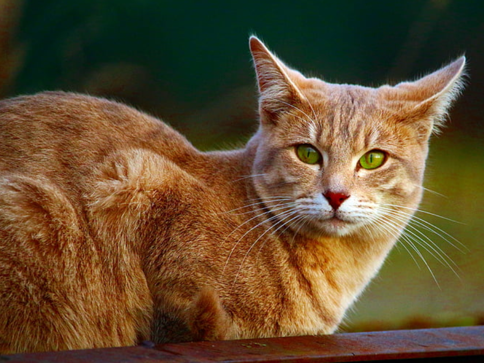 jenis kucing mackerel