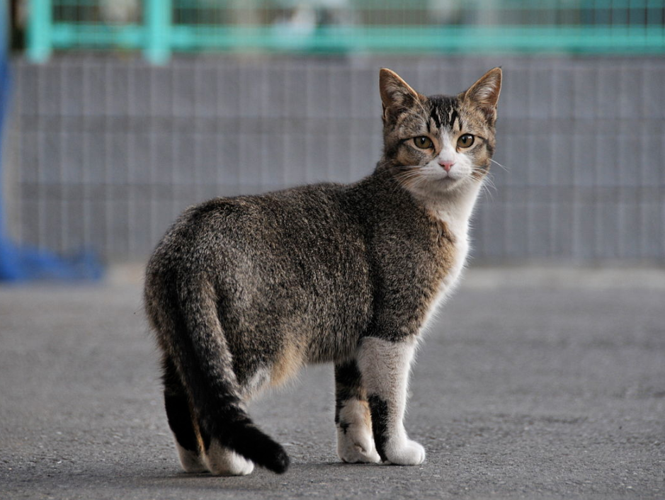 jenis kucing pola ticked tabby