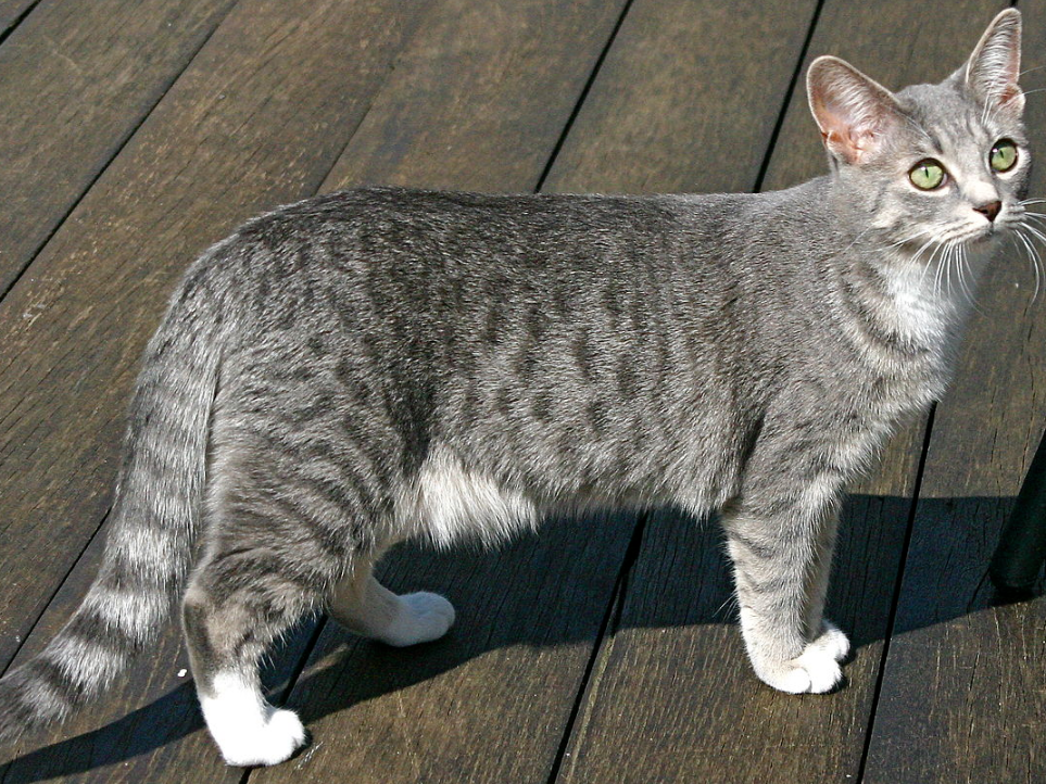 jenis kucing pola spotted tabby