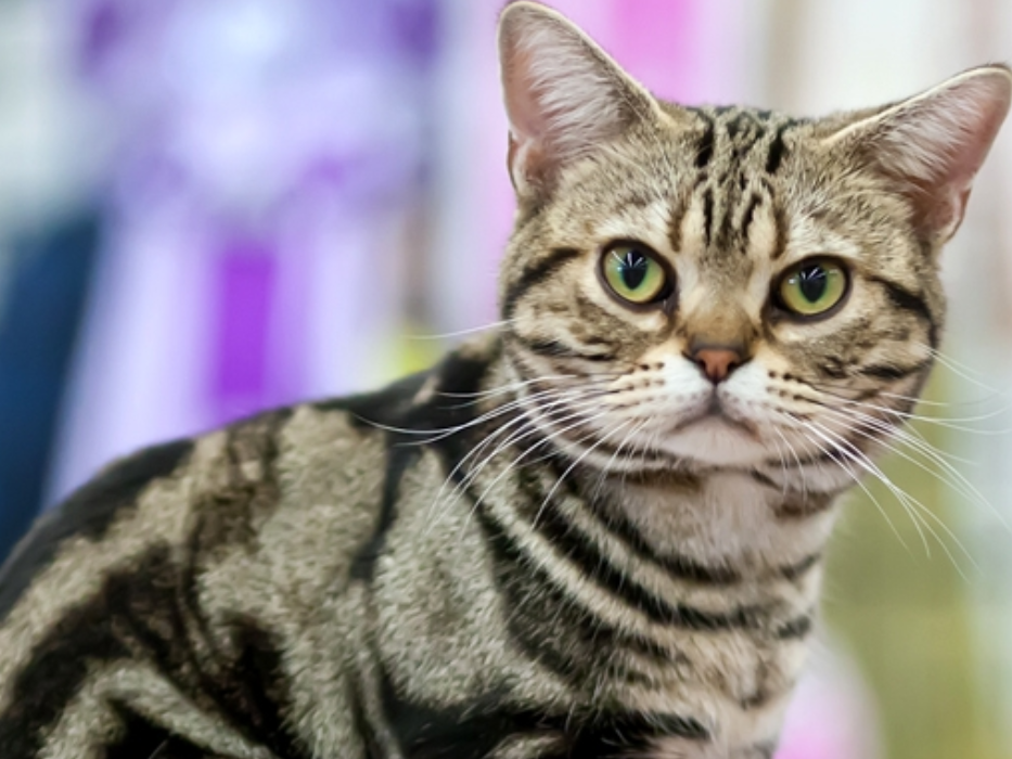 american shorthair cat