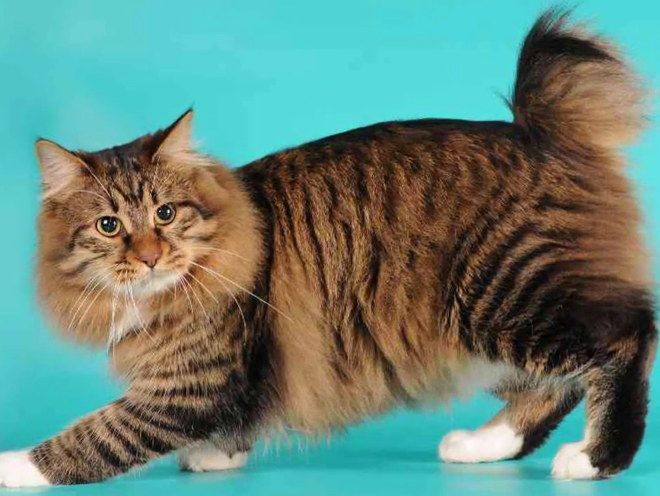 american bobtail cat