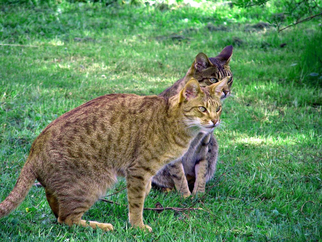 ocicat