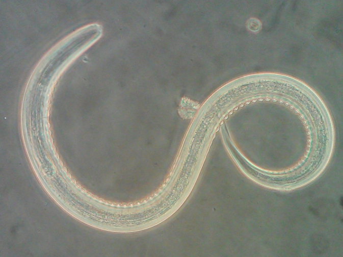 hookworm