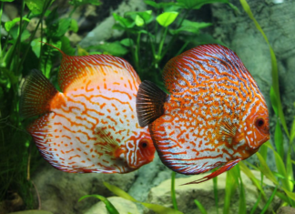 discus