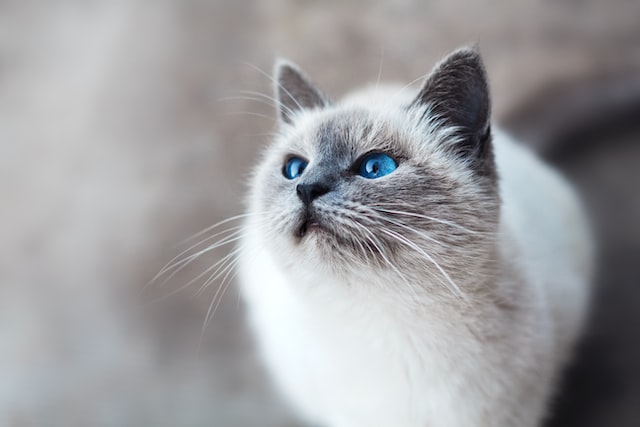 kucing putih mata biru