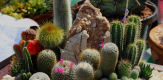 cactus garden