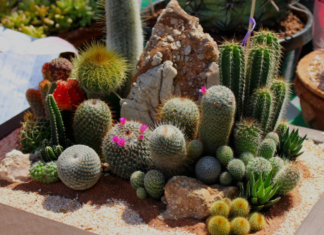 cactus garden