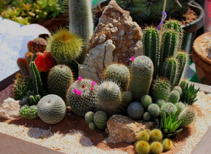 cactus garden