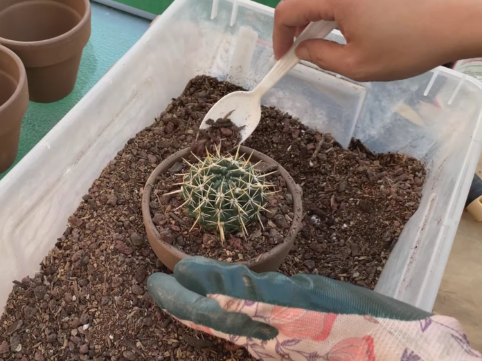 Cara Menanam Kaktus yang Praktis dan Mudah | Blog Ruparupa
