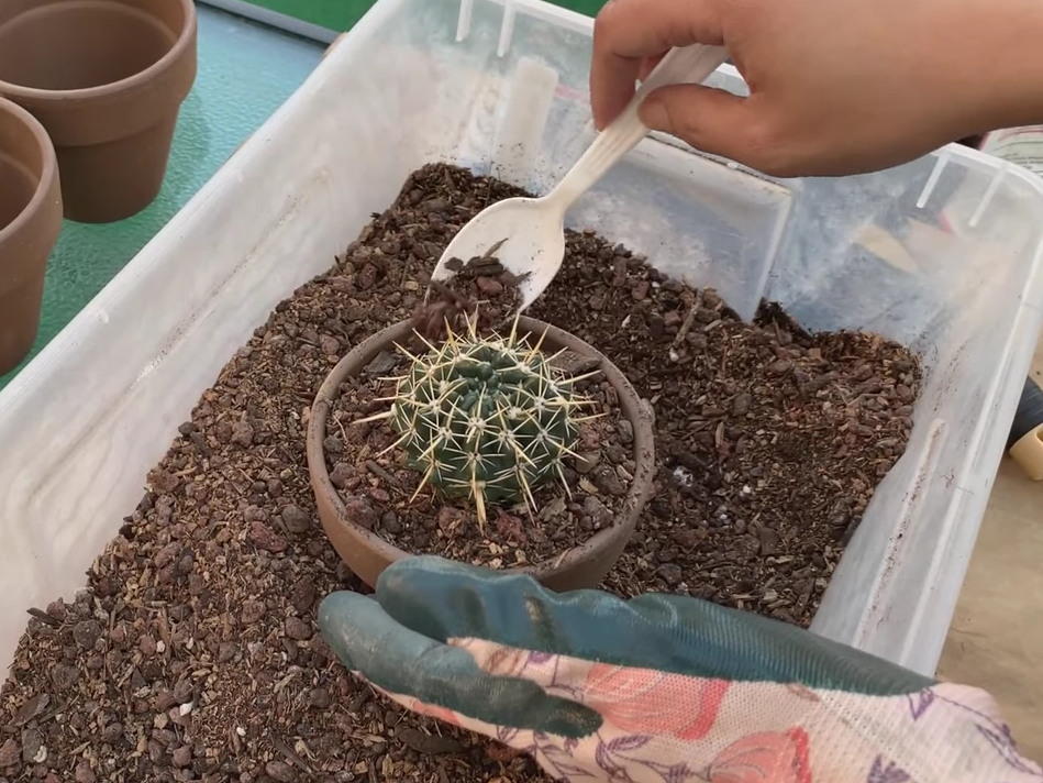 fertilizing the cactus